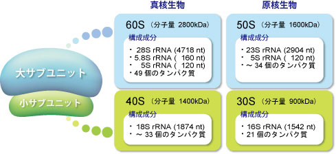 真核生物と原核生物のリボソームの構造