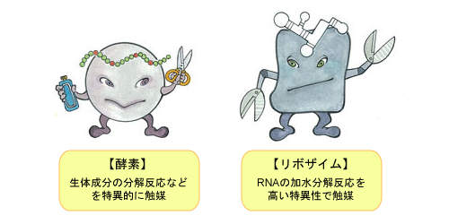 特異性の高い触媒作用を示す生体高分子の仲間