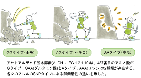 酵素タンパク質アリルのSNP（single nucleotide polymorphisms）タイプの相違によるアセトアルデヒド脱水素酵素の活性差