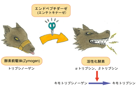 酵素前駆体における作用例
