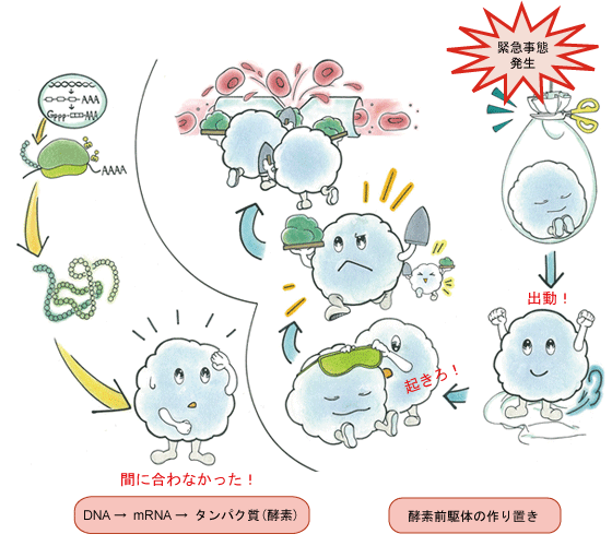 緊急事態に即応するために作り置きされている酵素前駆体とカスケード反応