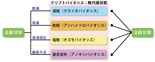 クマムシのクリプトバイオシス