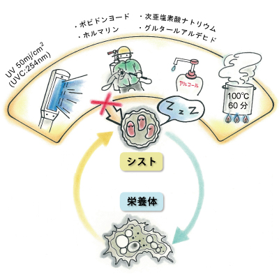 物理・化学的殺菌剤に強い抵抗性を持つアカントアメーバのシスト