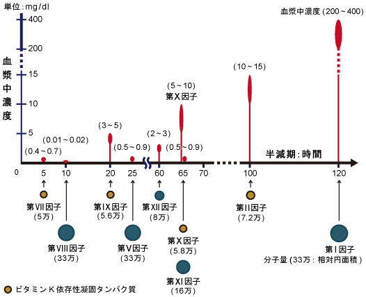 凝固因子の半減期、分子量、血漿中濃度