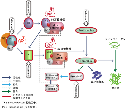血液凝固とビタミンK依存性凝固タンパク質