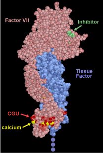 Tissue FactorとFactor Vll、calciumとの結合