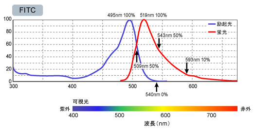 FITC（Fluorescein isothiocyanate）の励起光、蛍光スペクトル