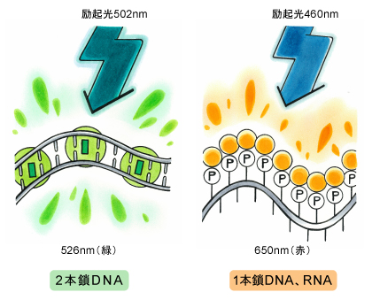 Acridine orangeの2本鎖DNAおよび1本鎖DNA、RNAへの結合模式図