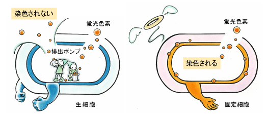 生細胞と固定細胞における細胞膜透過蛍光色素の染色性