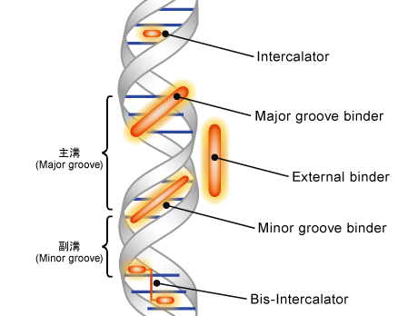 DNAと各染色剤との異なる結合モードを示した模式図