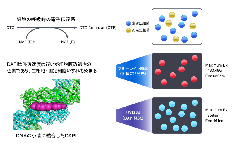 CTC－DAPI二重染色