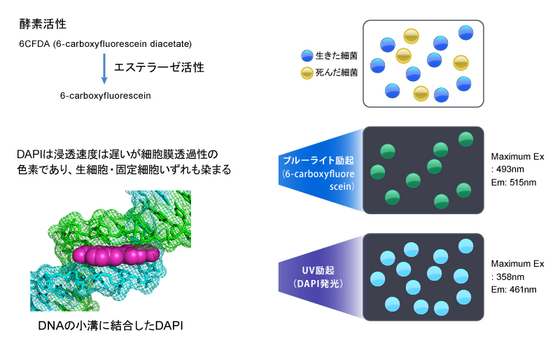 6CFDA－DAPI二重染色