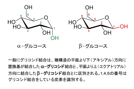 グルカンの結合様式