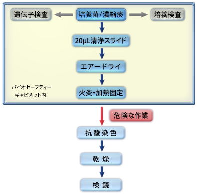 抗酸菌検査と抗酸染色の作業工程