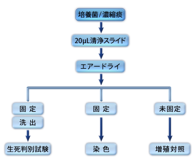 実験のフローチャート