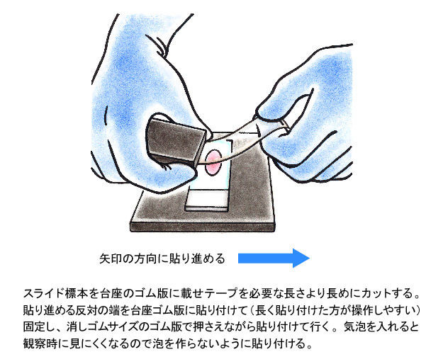 超透明テープを添付してグラム染色像を保護する