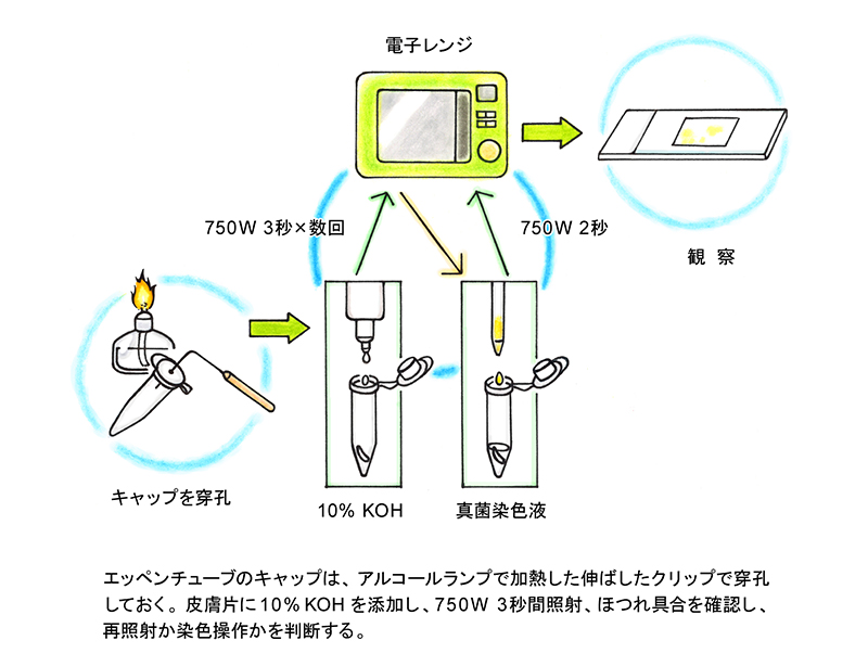 10% KOHを加え、電子レンジで3秒×数回かけた後、染色液を入れて電子レンジ2秒