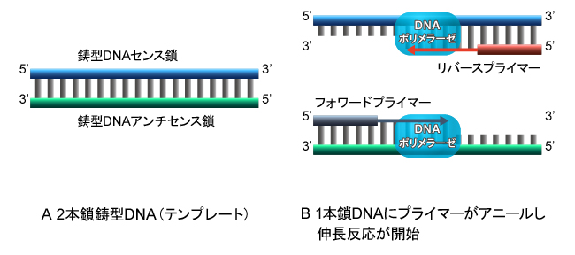 2本鎖鋳型DNA（テンプレート）と熱変性により1本鎖DNAとプライマー接合と伸長反応の模式図