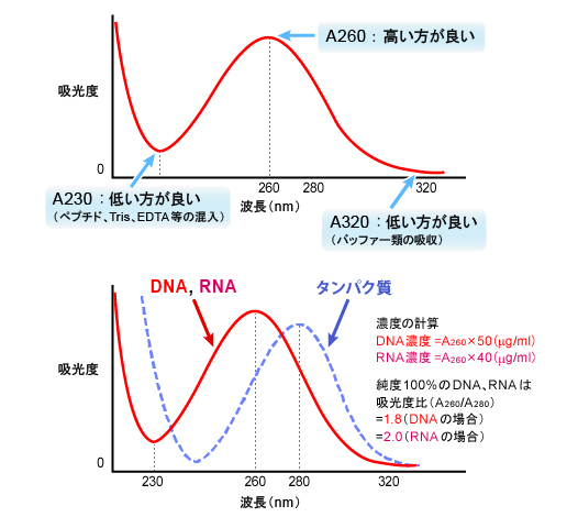核酸およびタンパク質の紫外部吸収スペクトル