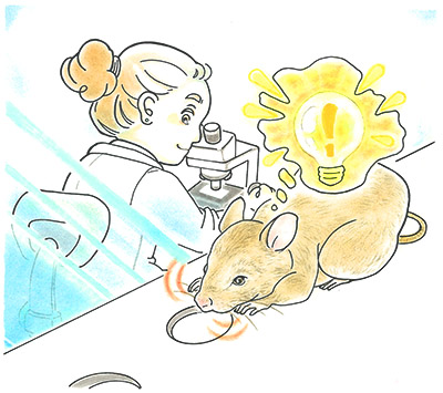rat