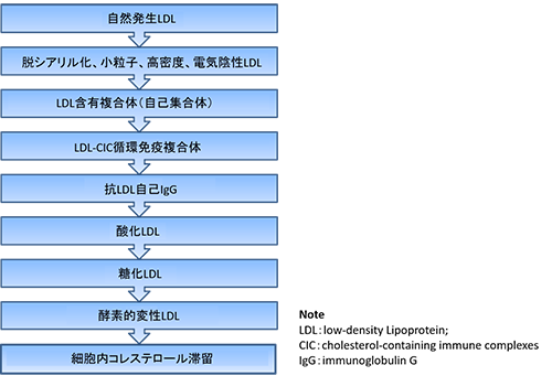 アテローム発生に関係する多重変性低密度リポタンパク質（mmLDL）