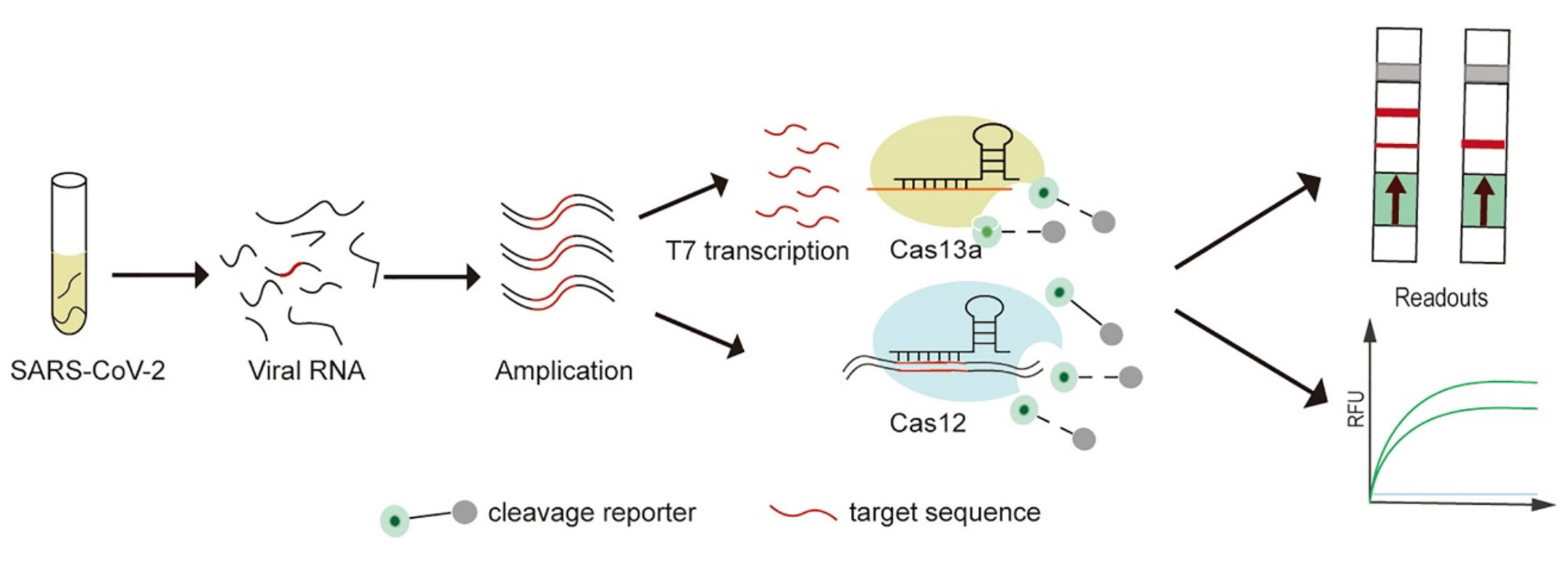 CRISPR/Cas検出プラットフォーム上でのSARS-CoV-2検出のための実験プロトコル