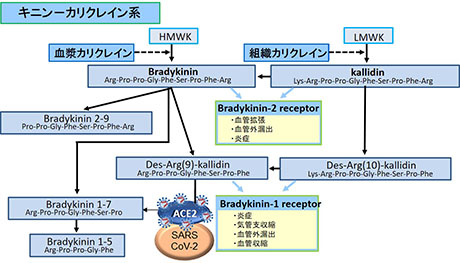 キニン-カリクレイン系とCOVID-19との想定される関連