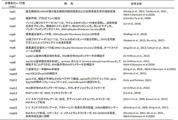 コロナウイルスの非構造タンパク質とその機能