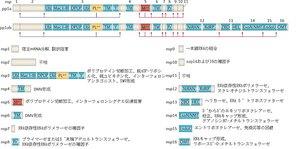 コロナウイルスのポリタンパク質プロセシングと非構造タンパク質