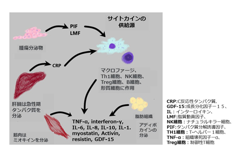 がん悪液質を引き起こす炎症性サイトカインのさまざまな発生源
