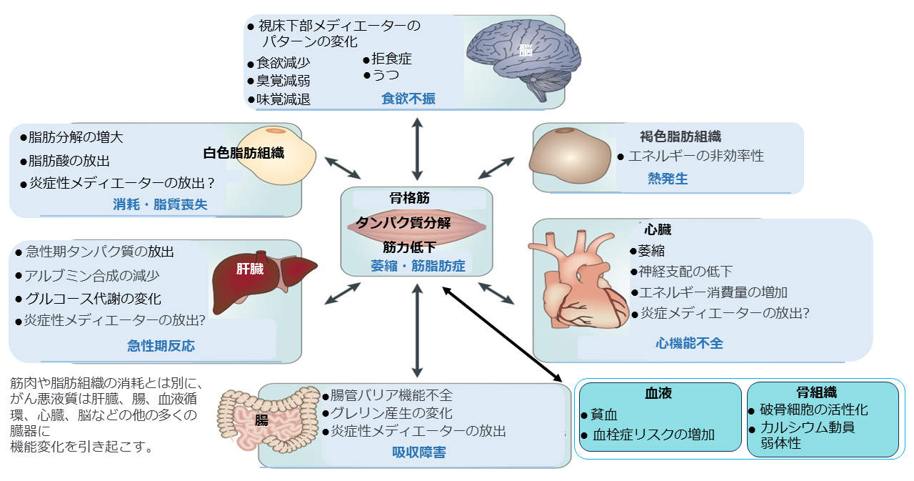 多臓器症候群としての悪液質:がん悪液質における多臓器の関与