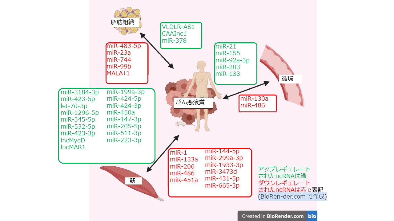 ncRNA