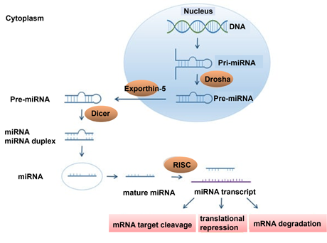 miRNA の生合成プロセス