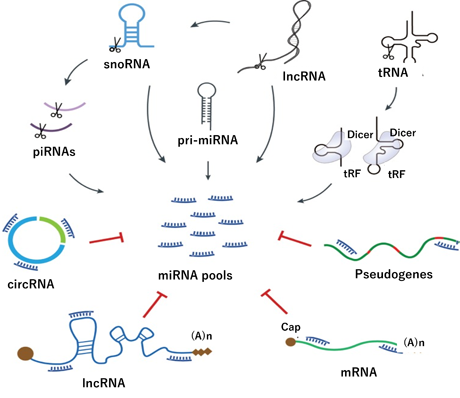 miRNA 生合成と ceRNA（competing endogenous RNA） のネットワーク