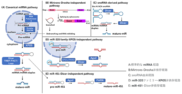マイクロRNA生合成の標準的および非標準的経路