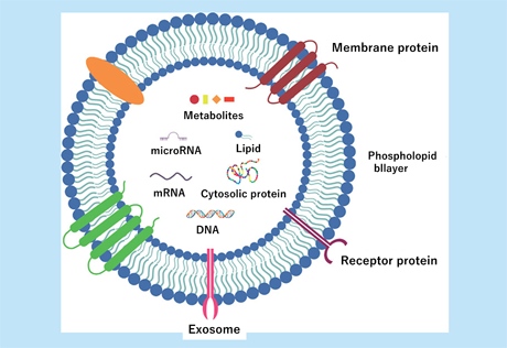 エクソソームの構造と内容