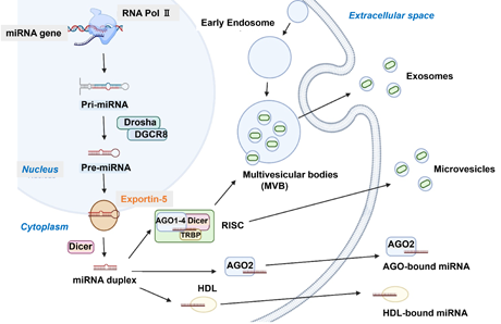 miRNA排泄メカニズムと細胞外生存